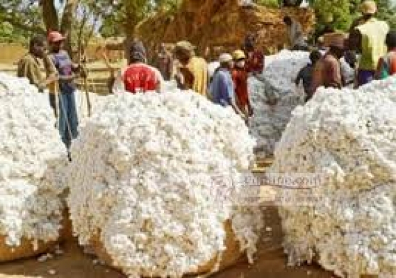 Cameroun : la production cotonnière atteint 310 000 tonnes entre 2018-2019